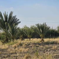 المزارع البوصالح • ١٢٠٠م • واجهة ٢٠×٦٠