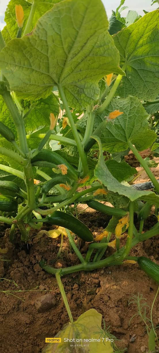 خيار ريف 25
الزراعه الصيفية صنف مقاوم للأمراض إنتاج وفير ثمار متناسقة مرغوب تسويقيا ثمره شبه الملساء انتاج مبكر 
صنف اثبت جدارته في الزراعه الشتويه والصيفيه تاريخ المشاهده 16/3/2026
متوفر حصريا في مكتب بركات أبا الفضل العباس ع 
الحيدرية طريق الحولي مقابل سكلة احمد نزال 
للحجز والاستفسار 
*********** هادي الأسدي 
*********** امين الأسدي
