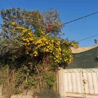 دار للبيع مساحته ٢٤٨ متر  يحتوي على استقبال وهول ومطبخ غرفتين نوم حمام...