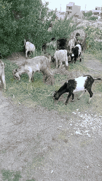 تكريت الديوم • شرط النصاحه