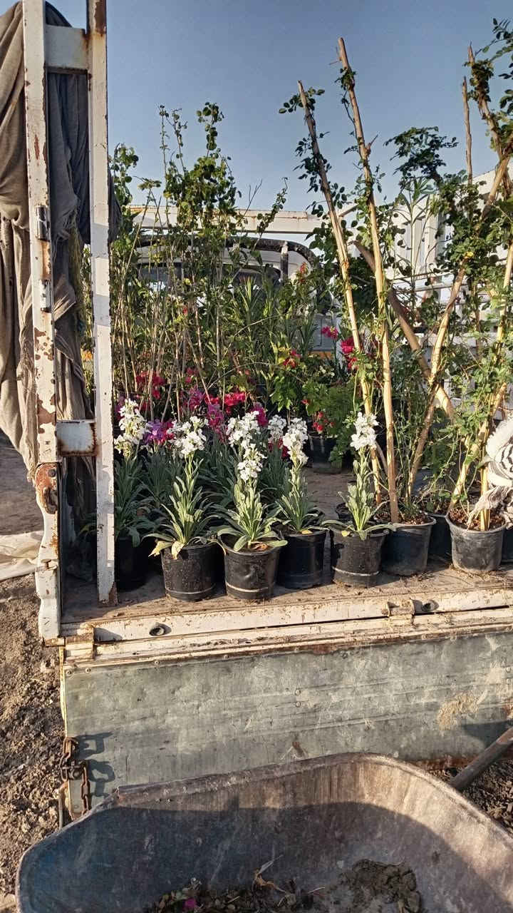 السلام عليكم متوفر ثيل كميات كبيرة والسعار مناسبه وجميع انواع الشتلات بسعر جمله العنوان الحمزه الشرقي بشبلاويات يم معمل السكر عمود 272 متواجدين من ل7صباحا له 5ونص عصرا


**إذا كنت صاحب هذا الإعلان وتريد حذفه لأي سبب، رجاءا أرسل رسالة إلى الدعم الفني**