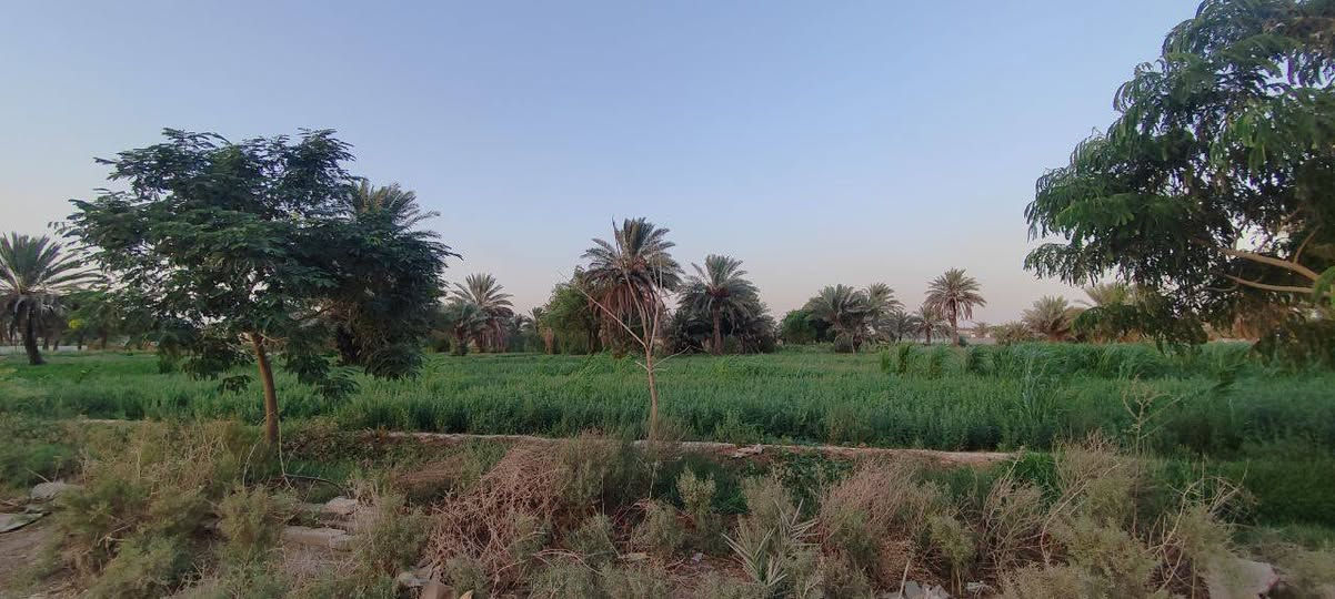 رقم صاحب المنزل :  ***********
بيت للبيع مساحة 385 متر صافي
الواجهة 15 متر + النزال 25 متر ونص
مساحة البناء 200 متر صافي
اما الباقي 150 متر حديقة + كراج
الباب الرئيسي للبيت مدخل 3 متر

منطقة العريفية جسر ديالى خلف طرشي الباخرة
قريب على شارع ابو مروان منطقة زراعية راقية قريب على الزعفرانية وبسماية كلشي بصفك. 

يحتوي البيت على صالة كبيرة + مطبخ كبير مفتوح على الصالة + صحيات ( حمام + مرافق.)
 2 غرف نوم كبيرة + غرفة نوم كبيرة مع حمام داخلي يعني سويت كامل يعني البيت 3 غرف نوم  + حديقة داخلية داخل البيت بمساحة تقريبا 35 متر جميع الغرف مطلة عليهة. 
نوعية البناء مسلح شيش درجة اولى + طابوق جمهوري و سمنت مزانيا اصلي

سعر البيت 110.000.000 مليون دينار
مية وعشرة مليون دينار قابل لتفاوض

للاستفسار اكثر : فقط اتصال غير متواجد على الإنترنت :  ***********
