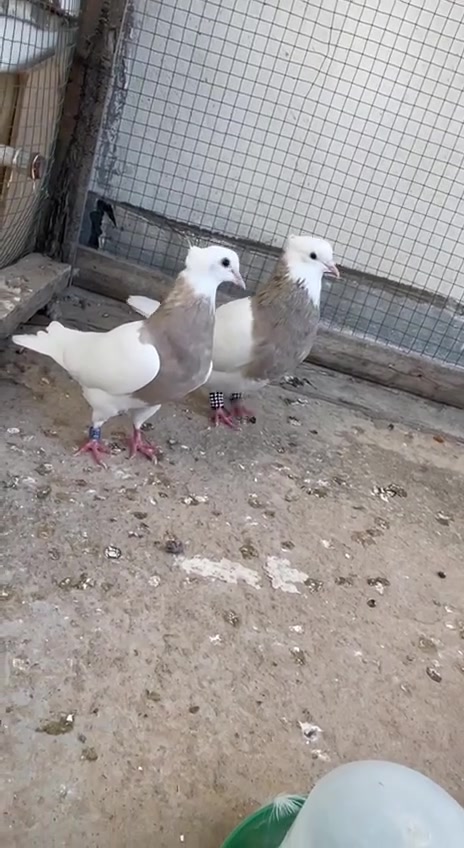 سڵاوی خوای گەورە
ئەم جووتە اجوریە بۆفرۆشتن بێزیادەن 
بەشەرتی هەمووشتێ پێویست بەوەسفناکات هەمووشتێ دیارە
شوێن دەربەندیخان
ژم***********
گەیاندن هەیە لەسەر کڕیار
