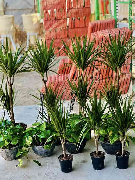 متوفر. نباتات ضليه داخل البيت 
مقرنص مال حدائق موجود حصو هم موجود العنون شارع المستشفى مشتل اجبله توصيل موجود داخل جبله ***********
