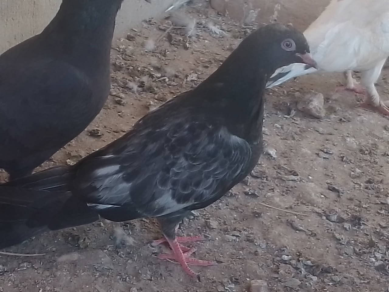 طیور10 مروس باسکن حجم26 شعتک من بسکنات شرای خاص لمکان سماوه بل مملحه تقطیع بحیرہ ساوہ


**إذا كنت صاحب هذا الإعلان وتريد حذفه لأي سبب، رجاءا أرسل رسالة إلى الدعم الفني**