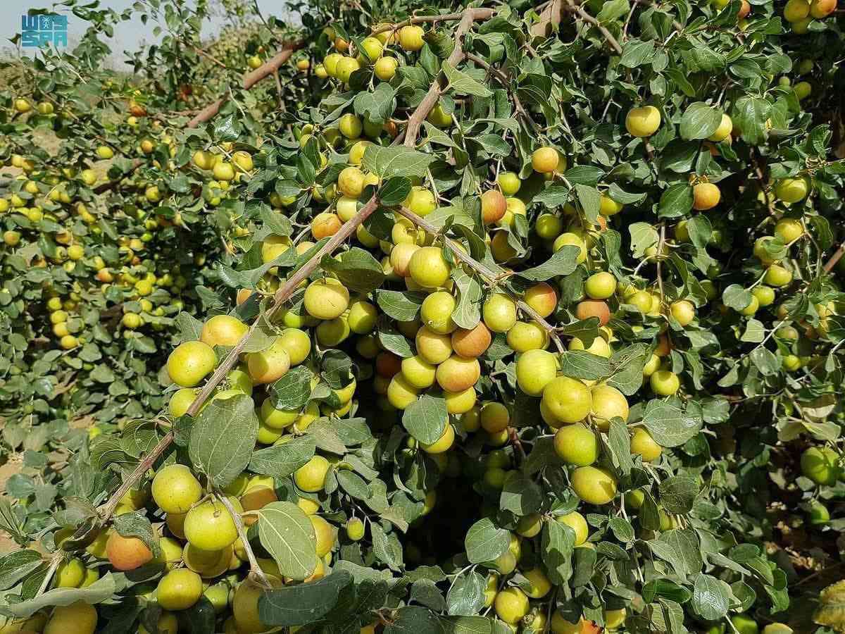 السلام عليكم راح يبدي موسم تطعيم بشهر 3متوفر تطعيم كافت لاصناف 1لعرموط2 وتفاح ولباكستاني 3 وزيتون 4وتفاح لبصراوي لحاب يطعم تطعيم لشجره على 10الف


**إذا كنت صاحب هذا الإعلان وتريد حذفه لأي سبب، رجاءا أرسل رسالة إلى الدعم الفني**