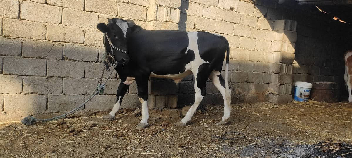 عجول 2 للبيع مكاني العماره النذار اتساهل وياه ***********
