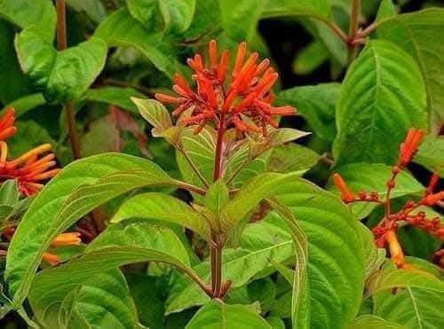 السلام عليكم متابعينا 🤍.
نعلن عن توفر مجموعه جديده من شتلات نبات الهيمالايا🌳🌹🌹

ارتفاع متر   تقريباً ✨
السعر ١٢ الف 🔥

علما بأن الكميه محدوده❤️.
🍂الوصف النباتي بالاسفل🍂.

شتلة هيميليا (Hamelia patens) الصحية لإضفاء لمسة من الجمال والألوان الزاهية إلى حديقتك! 🌺✨** تُعرف الهيميليا أيضًا باسم "نبات نار الصبار" أو "أراجيح النار"، وتتميز بأزهارها البرتقالية أو الحمراء. إليك بعض المعلومات حول كيفية زراعتها ورعايتها:
كيفية زراعة هيميليا: 

الري: تحتاج الهيميليا إلى ري معتدل. يُفضل أن تُروى النبتة عندما تجف التربة السطحية. تأكد من تجنب الإفراط في الري، حيث يمكن أن يؤدي ذلك إلى تعفن الجذور. 

الإضاءة : تُفضل الهيميليا الشمس الساطعة، لذا يُنصح بزراعتها في أماكن تتلقى 6-8 ساعات من ضوء الشمس المباشر يوميًا للحصول على أفضل نمو وإنتاج للأزهار. 

درجة الحرارة : تنمو الهيميليا بشكل جيد في درجات حرارة تتراوح بين 20-30 درجة مئوية. تُعتبر نباتات مقاومة للأجواء الحارة، ولكن يجب توخي الحذر من الصقيع. 

التربه : تحتاج الهيميليا إلى تربة جيدة التصريف وغنية بالمواد العضوية. يُفضل استخدام مزيج من التربة الطينية والرملية لتحقيق قيمة أفضل لتصريف المياه. 

التسميد: يُفضل استخدام سماد متوازن أو سماد عضوي كل 4-6 أسابيع خلال موسم النمو (الربيع والصيف) لتعزيز النمو وزيادة عدد الأزهار. 

📍العناية العامة: تأكد من تقليم النبات بانتظام لتعزيز النمو الكثيف وترتيب الأزهار. راقب النباتات بانتظام للكشف عن أي آفات أو علامات مرض. 

📍الفوائد: تُعتبر الهيميليا جاذبة للفراشات والنحل، مما يعزز التنوع البيولوجي في الحديقة. كما تُعتبر خيارًا رائعًا لتنسيق الحدائق بسبب جمال أزهارها.

🎗️ متوفر توصيل لجميع محافظات العراق 🚗🚗 
🎗️ للحجز والاستفسار يرجى مراسله الصفحه او مراسلتنا على واتساب من خلال الرقم:
***********
