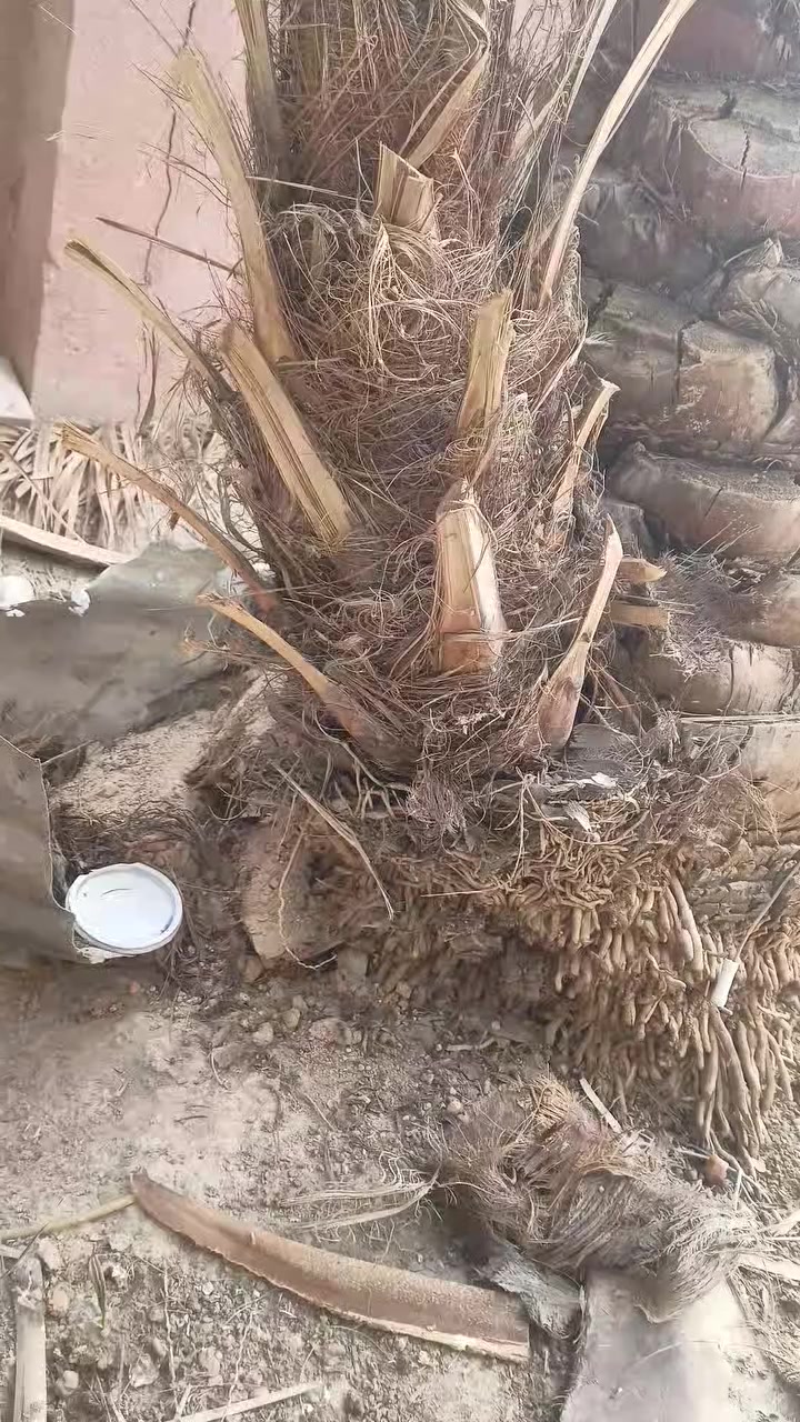 سلام عليكم فسيلة برجي للبيع المكان مدينة هوير ***********
