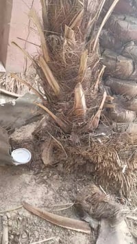 فسيلة برجي • مدينة هوير