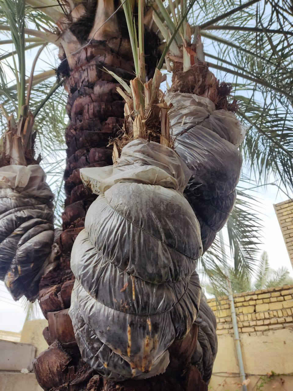 سلام عليكم 
يوجد خمس فسائل نوع مكتوم درجه اولى حجم دبه غاز مجذرات بأمهن كما موضح بالصور  علما الفسائل كلهن حمالات  لسنتين بأمهن 
سعر الفسيل 75 الف البيع كلهن سوه .
تريد تقلعهن هسه جاهزات تريد وقت الرطب تتأكد من حمل الام بكيفك 
المكان سوق الشيوخ
***********
