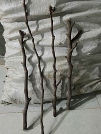 شتلات دوار الشمس • مجاناً • ٢٥٠ شتلة