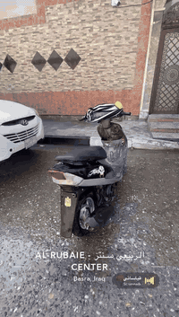 ماكس قجمه للبيع ختم واحد 
مكينه مفتوحه السعر ٦٠٠
***********
