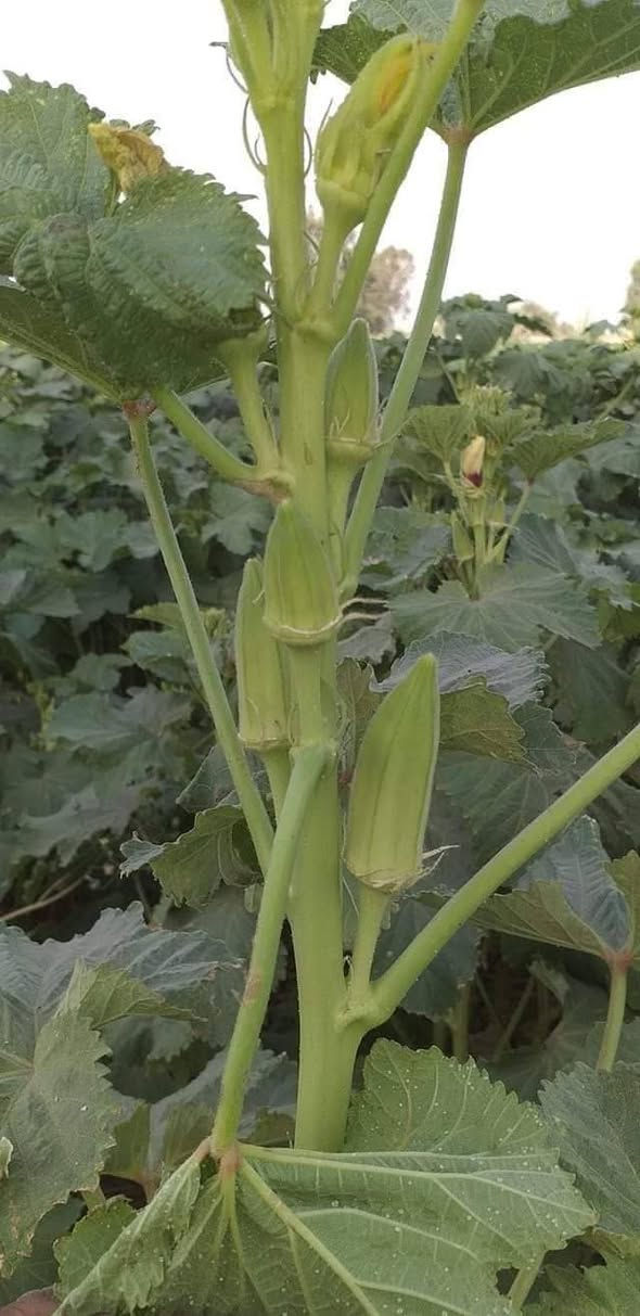 توجد لدينا بذور باميه فرنسيه الاربعينيه متعهده شرط التعهد والإنتاج لون فاتح للثمر علوها شبر تنتج للإستفسار ***********
