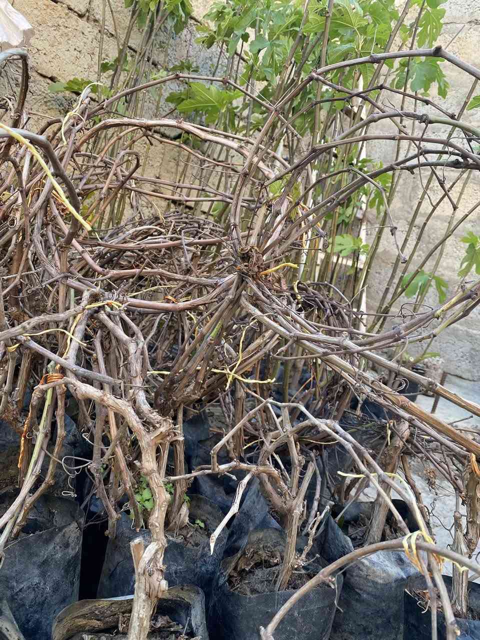 يوجد جميع انواع الشتل لبيع 
برتقال 3,500
سندي3,000 
لالنكي3,000
تين نوع اول 3,000
عنب 3,000 
توكي 2,000
لرنج2,000
تين نوع ثاني 2,000 
تربته متموس3,000
استفسار اتصال واتساب ***********
اتصال رقم ***********
