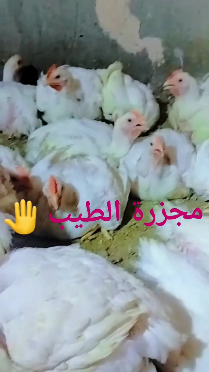 عرض مجزره الطيب 🤚 تابع الفديو للاخير 
لابوبو خط اول غرف.. 🐔
العنوان شارع التدبير مقابل مصور اللؤلؤه 📌 
عروض المقطعات *********** واتساب 📞 
صدر ٥٥٠٠
فخذ ٤٥٠٠
جنج ٦٠٠٠
 توصيل مجاني داخل القضاء 🏍️
