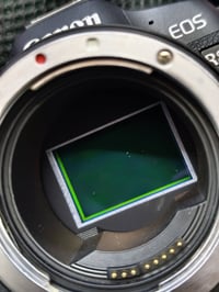 كانون R8 • عدسة 70-200 f/2.8 • أدابتر