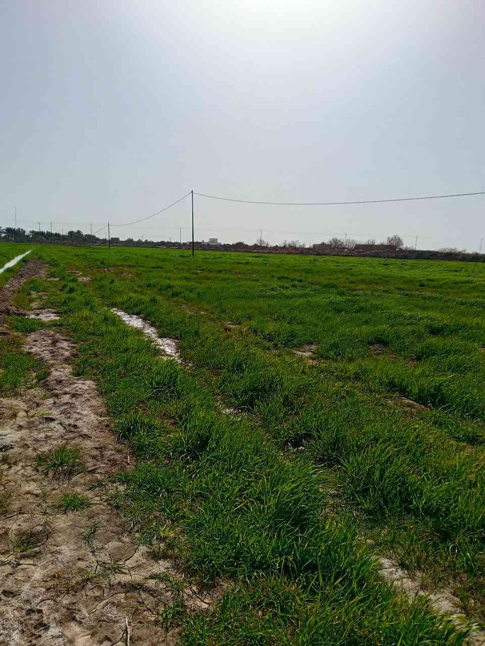 سلام عليكم ورحمة الله
زرع شعير  خير من الله للبيع 19دونم   وارض بصفها 16 دونم   للبيع زرع  مسكي 3مرات  وكمياوي مرة. خير وبركة  للاستفسار  الاتصال على الرقم ***********
