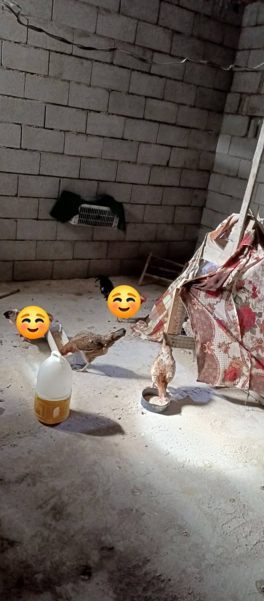 السلام عليكم متاح زوج دجاج بياض خير من الله شرط الصحه فول وحده شمسيه وثانيه شمسيه  مكاني بعقوبه رايدهن زوج ب35


**إذا كنت صاحب هذا الإعلان وتريد حذفه لأي سبب، رجاءا أرسل رسالة إلى الدعم الفني**