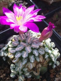 ماميلاريا بيرثوليدي • صبار مكسيكي صغير • نادر