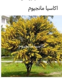 بذور • اكاسيا مانجيوم • جالبة نحل
