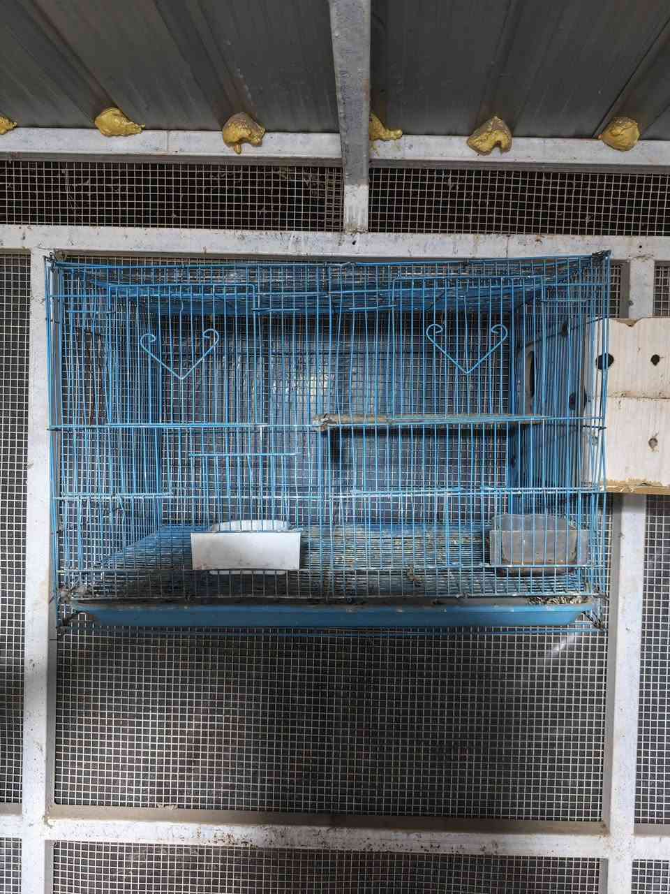 متاح قفص ابو طيره كامل هوه والبيت مالته ب 15 الف 
الشراي يتفضل خاص 
مكاني البصره قضاء المدينه الهوير


**إذا كنت صاحب هذا الإعلان وتريد حذفه لأي سبب، رجاءا أرسل رسالة إلى الدعم الفني**