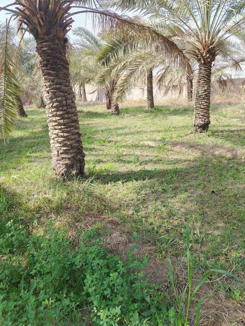 ارض مساحة 2000م/ الواجها 29 النزال ٦٨ يوجد فيها ٤٤ نخله ثويثي
على شارع تبليط كهرباء متوفرة + ماي حلو + ماي سكي

  حي الجوادين شارع أنشائية أمل الجنوب تتوفر كافة الاحتياجات في المنطقة 🌹

للأستفسار الاتصال على هذا الرقم

***********
