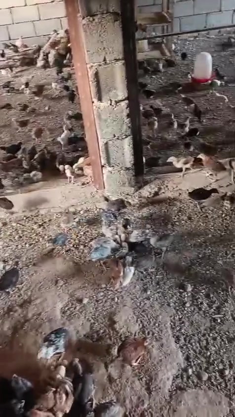 صوراصي عرب زوج 5ماخذ كامل لقاحات موضح بل فيديو للستفسار ***********
