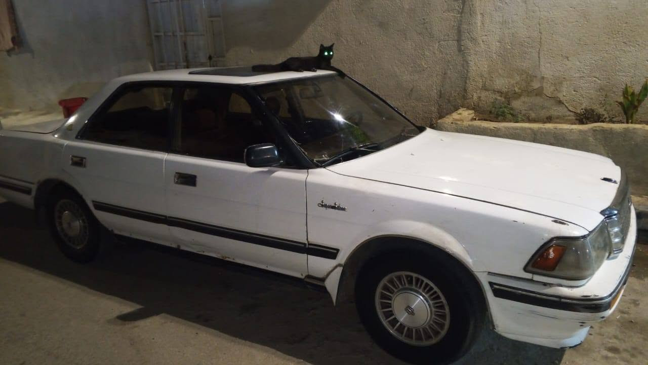 (هارتوب سيدان) 1989

يسره بلادي مكينه ونجي وكير جدد مكفوله من صبغ وضربه
مسجل شاشه +كهربائياتها كلها تشتغل +سنتر لوك 
 سياره تمشي معدل فول رزانه 
مكاني كربلاء - حي العامل 
ابيعلك بدون رقم
للاستفسار : ***********
