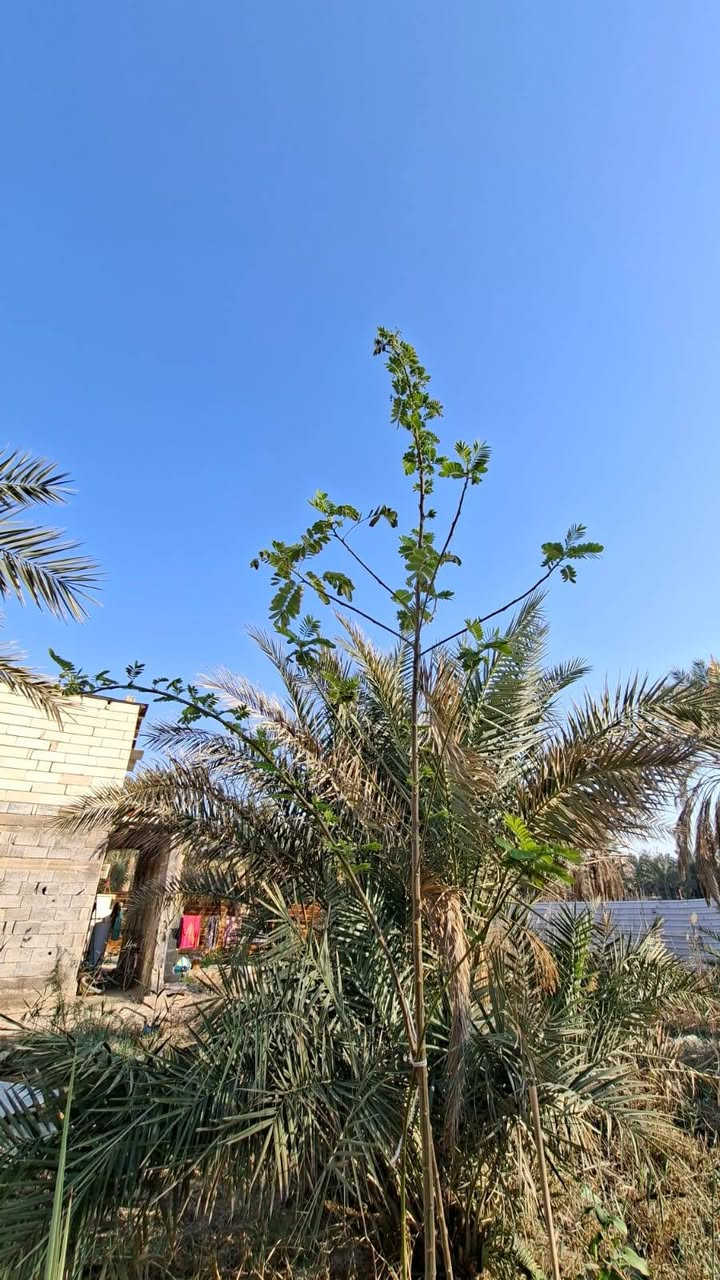 أكاسيا جلوكا للبيع مكان بصرة ابو الخصيب السعر ١٠ الاف فقط
***********
