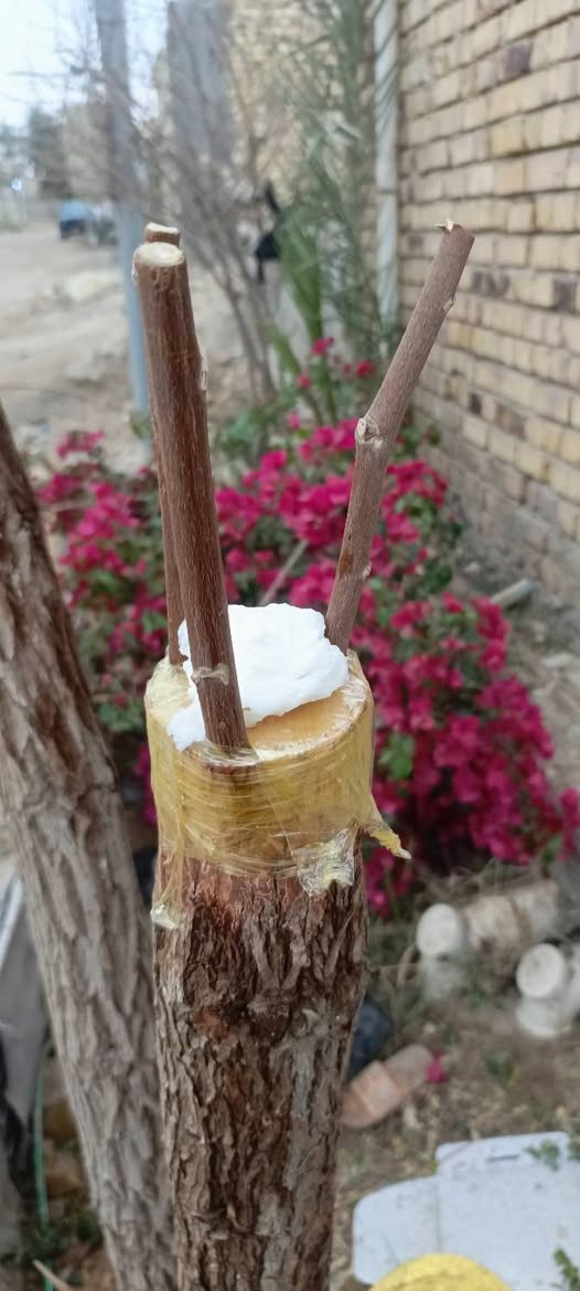 السلام عليكم المكان شاميه للتطعيم السدر‏‪***********
