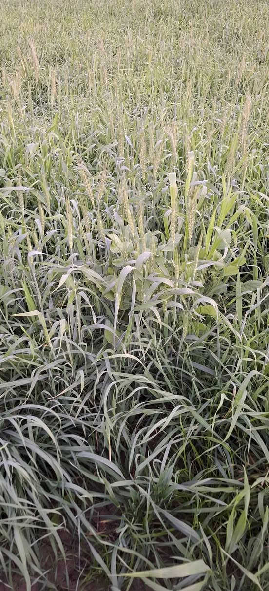 السلام عليكم
يوجد لدينا سفحة للضمان ٢٥ دونم ناحية شيخ سعد 
قرية الشوهانية للاستفسار ***********
