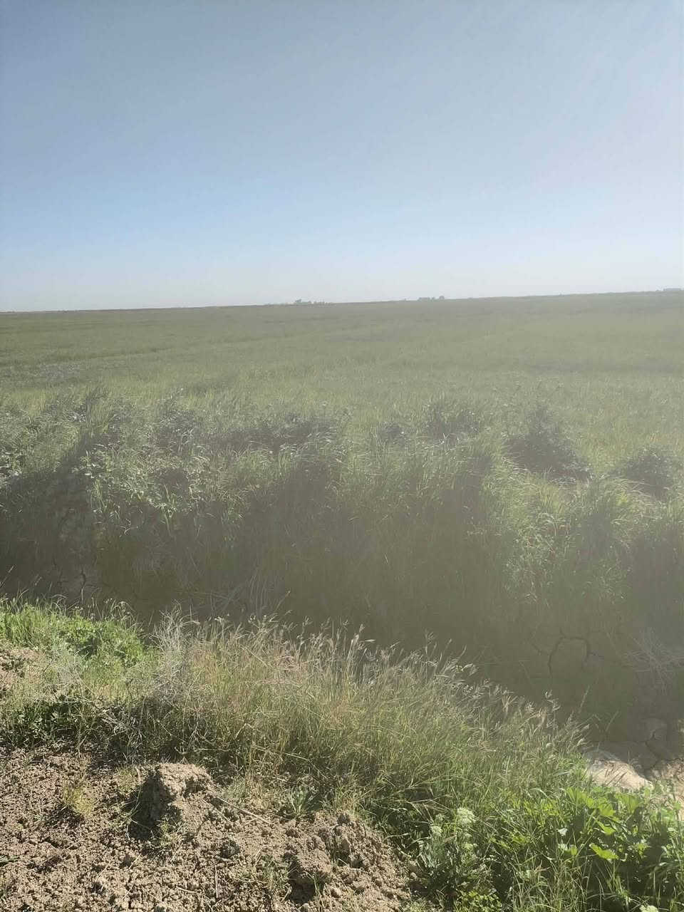 السلام عليكم جاير 80 للبيع دونم الاستفسار الاتصال على الارقام
***********
***********
العنوان /واسط /كوت المزاك
