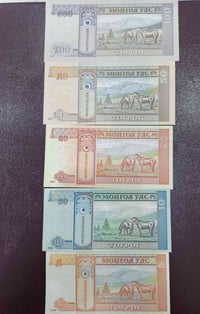 سيت منغوليا انسر • ٥ فئات