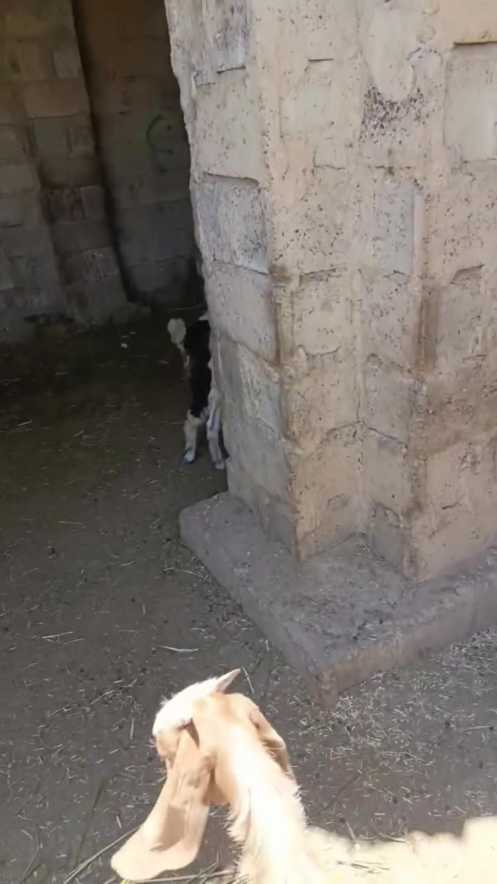 ادخل الفيدو***********
***********
