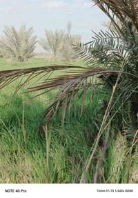 ديوانيه الشافعيه • ٢ دونم • طابو زراعي