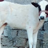 حولية عرموطي اصلي • فرنسية • الشرقاط الخضرانيه
