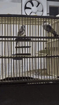 للبيع نثيةكدامكم قرايته فول الله شاهدقفلها هي والقفص 65 بدون قفص ب 50 ...