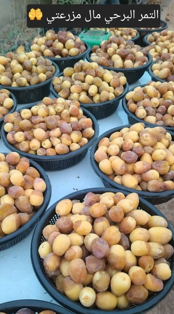 ((يتوفر لدينا)) برحي حر.. سعر (100) الف 🌴🤲 .مخليلك عثك حته تتأكد من الصنف .(التميمي رقم واحد بلعراق للبرحي الحر  .🌴🤲🫡  ))
وصل ضمان للثمر يضمن حقك وحقي . 🤲🫡
وهاي امانت الله ورسوله 🤲🫡 
.تكدر تجي كل الهله بيك متكدر تجي نوصل النخل الباب البيت يوجد كادر مختص نقل وشتال وتجهيز المزارع ودوائر دوله 🌴🤲🫡
التميمي خادم الإمام الحسين وأهل  البيت(ع) مزرعت الإمام الحسين(ع)🤲
(*********** )/واتساب أو اتصال 🤲
أنسب ( ألاسعار ) يم / ( التميمي )🫡🤲 
سعر الفسيله البرحي الحر (100)الف 🤲 
(((العدد مفتوح )))🫡🤲🌴
((أكل واشلع ولاتظل خمس سنين تقلق))
(*********** )/واتساب أو اتصال 🤲
أرخص واحد ابيع بسوك اني خلي الفقير ولماعنده يشتري الميعجبه يعبر المنشور مزرعتي وبكيفي ابيع 🫡🤲 
مزارع  الإمام الحسين (ع)🤲 
(((قاهر لسعار))) 🫡🤲🌴
والنخله صدقه جاريه في كل مكان . 
((أبو الفقراء اني ٠🫡  ))
توصيل موجود  حته لو وحده توصيل يوجد كادر مختص نقل وشتال وتجهيز المزارع ودوائر دوله تريد تجي مليون هله بيك وصل ظمان للثمر . نصيحه احسن وكت شتال حالين الي ميعجبه يعبر المنشور مزرعتي وبكيفي ابيع 🫡
اخوتي الأعزاء السلام عليكم ورحمة الله وبركاته تتوفر فسائل برحي حر حر حر من برحي أبي الخصيب 🤲🌴
🤲ياشيعت علي (ع) التقو الله وي العالم بسعار النخيل تره اكو عالم ماعده مكانيه تشتري نخل الي يشتغل عماله ولي عنده رعايه شوفو الناس الله يشوفكم الطمع مو زين والفلوس وصخ دنيه تره تاليتك بحفره كبرهه متر متاخذ وياك بس اعمالك وجفن لابيض  وشكبرهه من واحد يترحم لهلك وابن الخير بين تره / نزلو السوك متخسر شي اذا بعت البرحي ب(100)الف /أو نطيت ثواب لهلك او بثواب الإمام الحسين وأهل البيت                           
.(العنوان واسط). 
مزارع التميمي للنخيل البرحي 
(***********)/واتساب أو اتصال ومن الله التوفيق 🤲 ((ابو الفقراء )).
