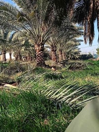 تكريب نخل  شلاع فسايل/ تجذير فسايل  شغل درجه اولى /07812038543