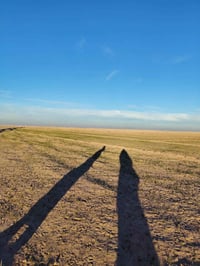 بل كصير • ٢٥٠ دونم • للبيع