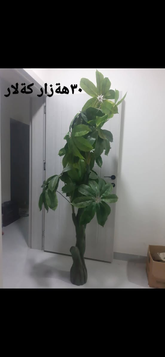 بوفروشتن لةكةلار


**إذا كنت صاحب هذا الإعلان وتريد حذفه لأي سبب، رجاءا أرسل رسالة إلى الدعم الفني**