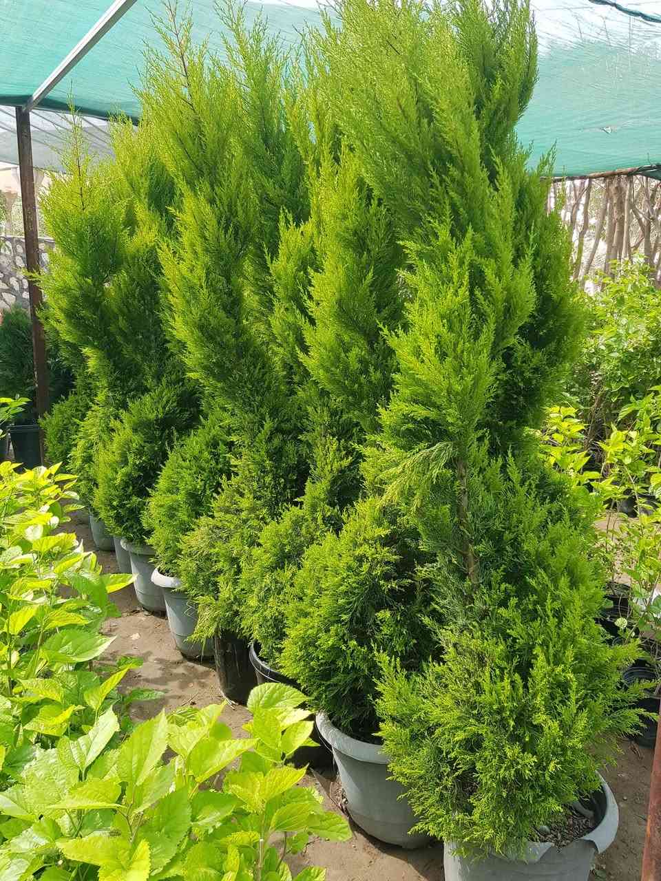 وصلنا عفص عطري عملاق
عنواننا - عفك قرب سيطرة حي اور قبل لتعبر لوحة عفك تودعكم بأدارة علي ***********
