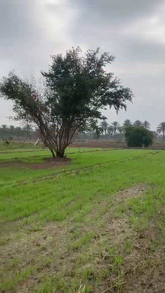 ثلاثة دونم للبيع  ونصف الواجهة ٤٠م سند ٢٥ تحويل باسم المشتري ماء كهرباء سكني زراعي تصلح مزرعه مسيجهBRC.طريق ٧متر سبيس طور التبليط.الجربوعية قرب مدرسة الثبات قريبه على طريق ياحسين .تلفون ٧٨٢٦٦٦٠٩٤٢. و ***********

