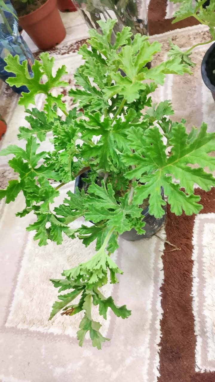 نباتات والاسعار كلها ع الفين بس ...والتوصيل لحد باب بيتك


**إذا كنت صاحب هذا الإعلان وتريد حذفه لأي سبب، رجاءا أرسل رسالة إلى الدعم الفني**