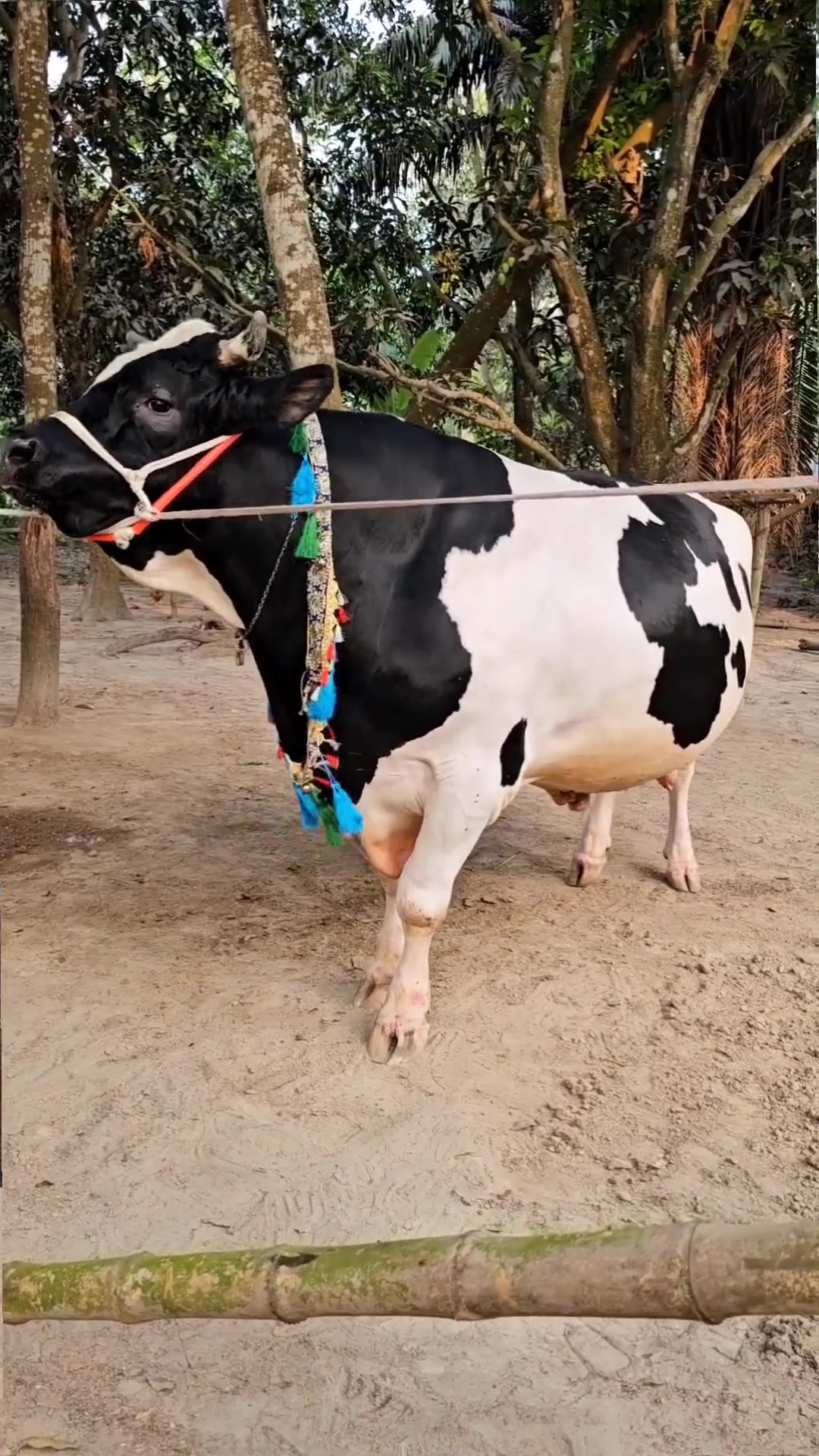 ৭ লক্ষ ২০ হাজার টাকায় বড় গরুটি বিক্রি হয়ে ছিলো!!


**إذا كنت صاحب هذا الإعلان وتريد حذفه لأي سبب، رجاءا أرسل رسالة إلى الدعم الفني**