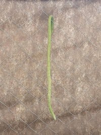 بذور خيار • عطروزي • الحله النيل