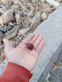 عقيق كبدي • حجر اصيل