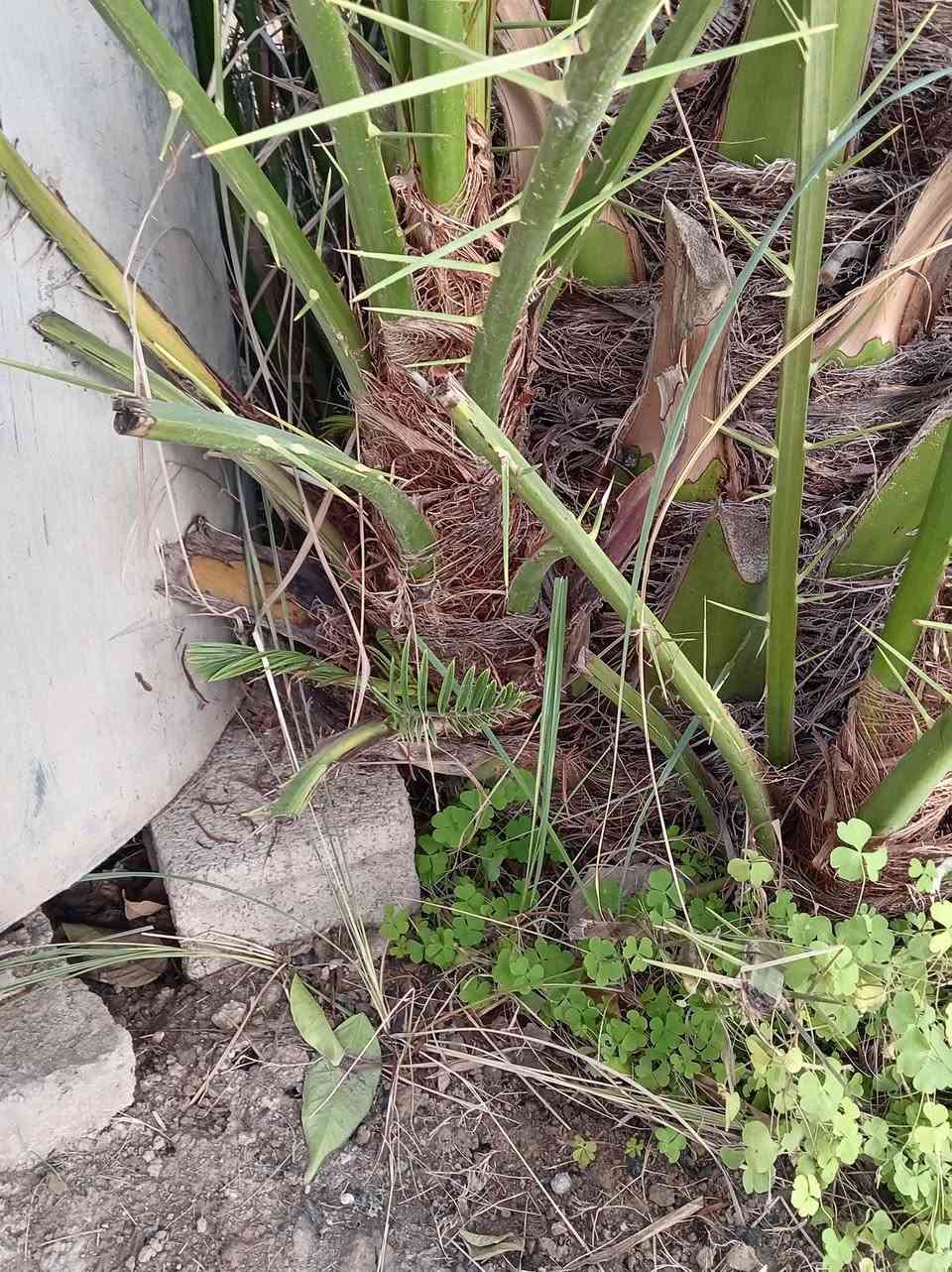 السلام عليكم يوجد فسائل بريم لبيع السعر مناسب ***********
