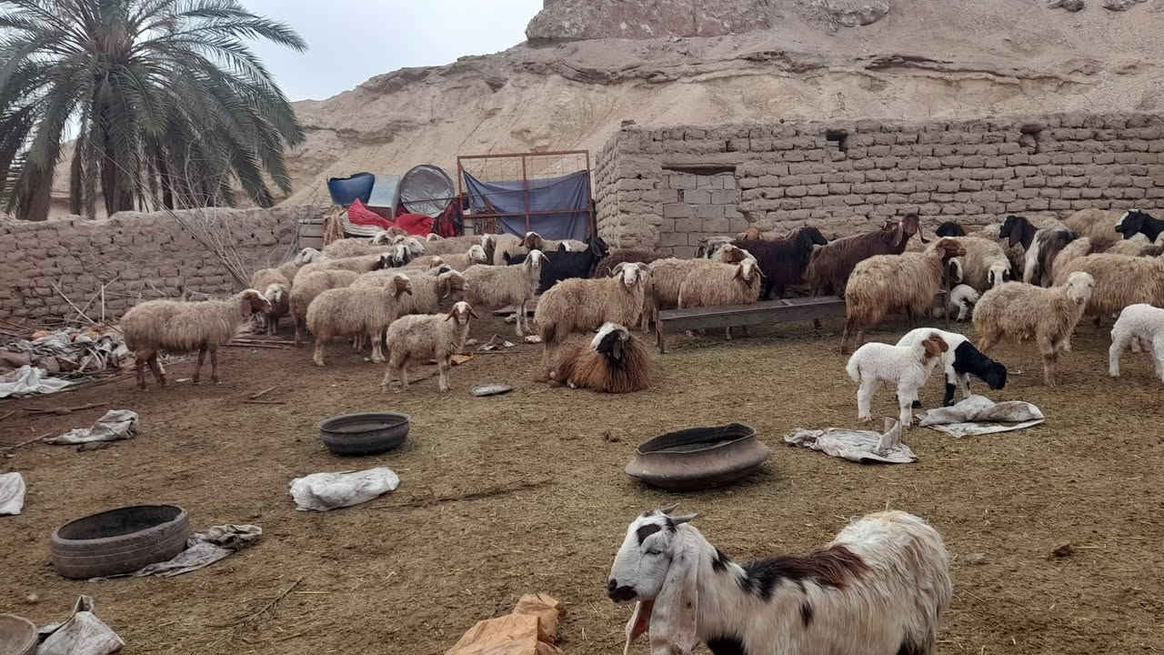 🔹 عيادة قدس البيطرية 🔹
نعلن عن توفر أحدث اللقاحات والخدمات البيطرية المتكاملة 🐑🐄
✅ توفر لقاح كو بغداد
✅ توفر لقاح جدري الأغنام
✅ توفر لقاح الحمى القلاعية
✅ فحص الحمل بالسونار (جهاز حديث ودقة عالية)
✅ برنامج وقائي متكامل للأغنام من الولادة (الفتايل) لحد الإنتاج
✅ متابعة صحية كاملة للقطيع بإشراف مباشر
📌 نلتزم ببرنامج تحصين وتنظيم قطيع حسب الحالة
📌 خدمة ميدانية — نجيك لحد باب البيت 🚗
للحجز والاستفسار يرجى مراسلتنا على الخاص 📩
عيادة قدس البيطرية — ثقتكم مسؤوليتنا
د.محمد حامد / ***********
